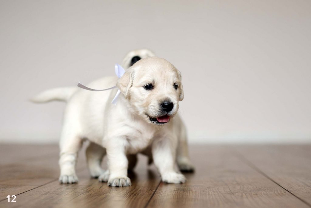 Hardwood-Floor-scratch-resistant-puppy