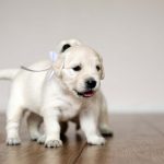 Hardwood-Floor-scratch-resistant-puppy